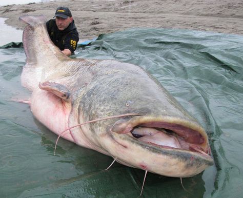 Hot wels catfish action in Italy and France. probably two of the biggest catfish wels were recently caught in Italy on Po river and in Fr... Wels Catfish, Sea Monsters Drawing, Big Catfish, Weird Sea Creatures, Giant Fish, Monster Fishing, Fishing Pictures, Fishing Techniques, Fishing Videos