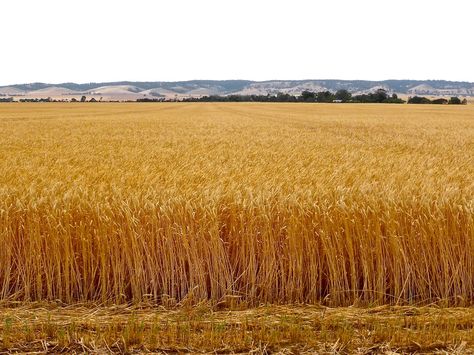 Wheat Crop Grain - Free photo on Pixabay Wheat Field Drawing, Wheat Field Photoshoot, Wheat Field Painting, Wheat Crop, Field Drawing, Jungle Book 2016, Crop Farming, Crop Field, Harvest Farm