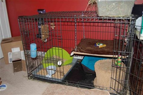 Bi-level condo from dog crate - BinkyBunny.com - House Rabbit Information Forum - BinkyBunny.com - BINKYBUNNY FORUMS - HABITATS AND TOYS Dog Kennel Rabbit Cage, Diy Bunny Cage, Diy Rabbit Cage, Rabbit Hutch Indoor, Bunny Things, Rabbit Information, Flemish Giant Rabbit, Diy Guinea Pig Cage, Somebunny Loves You