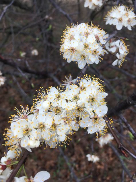 Wild Plum Tree, Wild Plum, Plum Flowers, Plum Tree, Cassandra Clare, Window Display, Flower Tattoo, Plum, Texas