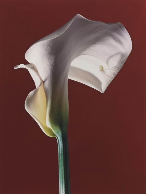 Calla Lily, 1988 Robert Mapplethorpe Photography, Still Life Images, Robert Mapplethorpe, Steven Meisel, Richard Avedon, Pics Art, Flower Images, Flowers Nature, Calla Lily