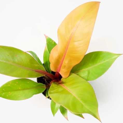 Greenery Unlimited | How to Care for a Philodendron Prince of Orange Plant Self Watering Containers, Prince Of Orange, Plant Goals, Philodendron Plant, Orange Plant, Planter Gift, Indoor Plant Care, Self Watering Planter, Room With Plants