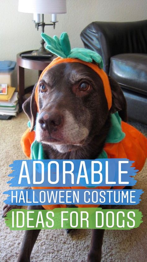 20 adorable Halloween costume ideas for dogs Chocolate Lab Halloween Costumes, Black Lab Halloween Costumes, Costume Ideas For Dogs, Best Costume Ideas, Dog Makeup, Light Up Costumes, Ideas For Dogs, Outside Dogs, Best Costume