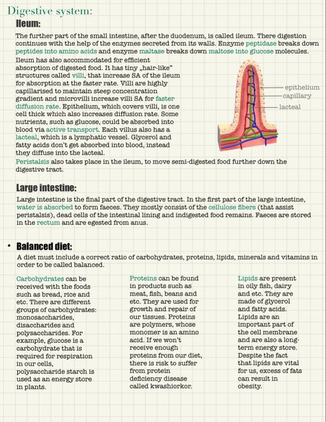 Notes on digestive system📖 ▫️ ▫️ ▫️ #igcse #gcse #igcsebiology #biology #biologynotes #digestivesystem #digestion #medschool #medschoolnotes Biology Digestion Notes, Digestive System Notes, Biology Tricks, Uni Notes, Biology Topics, Cell Biology Notes, Studying Ideas, Biology Lesson Plans, Digestive System Anatomy