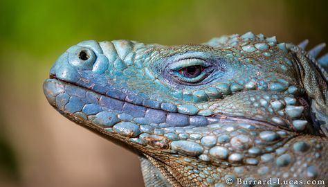 Let's Go Wild — Grand Cayman Blue Iguana Endemic to Grand Cayman... Weird Animal Facts, Dragon Reference, Blue Iguana, Botanic Park, Fantasy Dragons, Strange Animals, Blue Lizard, Animal Reference, Animal Anatomy