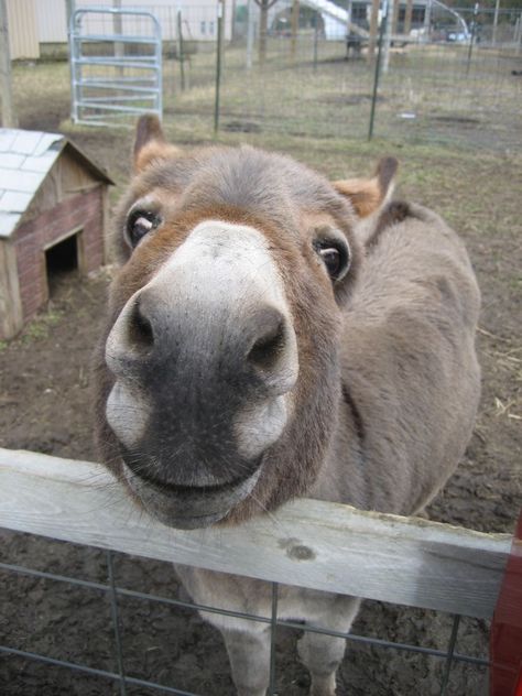 Funny Noises, Smiling Animals, Hee Haw, Cute Donkey, A Donkey, Animal Sounds, Incredible Creatures, Dog Products, Donkeys