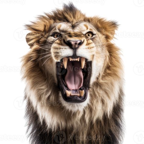 Strong Lion, Lion Roaring, Lion Roar, Happy Birthday Man, Roaring Lion, Cats Musical, Lion Images, Male Lion, Lion Face