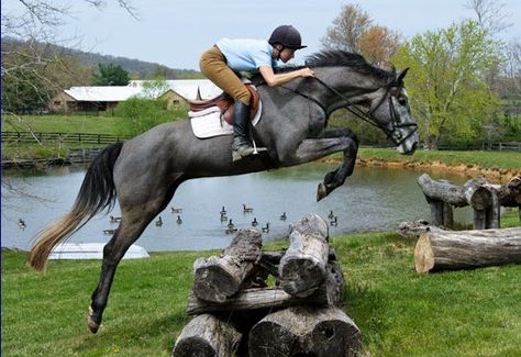 Just beatiful. Grey Horses, Cross Country Jumps, Jumping Horse, Eventing Horses, Horse Boarding, Adrenaline Rush, Grey Jumper, Beautiful Horse, Sport Horse