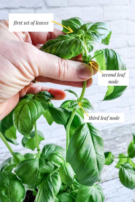 Make the most of your basil plants by learning how to cut basil to make your own pesto, dried basil, and more. How To Cut Basil From Plant, How To Propagate Basil, Propagate Basil From Cuttings, Pruning Basil, Propagate Basil, Preserving Basil, Types Of Basil, Harvesting Basil, Tomato Salsa Recipe