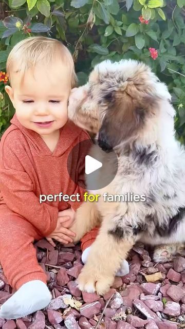 The Doodle Tribe | Bernedoodle Puppies & More on Instagram: "Thinking about adding to your family? 🐾 Meet the Sheepadoodle – a perfect blend of playful, affectionate, and intelligent! 🐶✨ From endless cuddles to boundless energy, these adorable pups make every day an adventure. Is a Sheepadoodle your next doodle companion??☺️  #sheepadoodle #sheepadoodlesofinstagram #doodletales #doodlepuppy" Mini Sheepadoodle, Sheepadoodle Puppy, Bernedoodle Puppies, Bernedoodle Puppy, Family Meeting, Doodle Puppy, Every Day, Doodles, Puppies