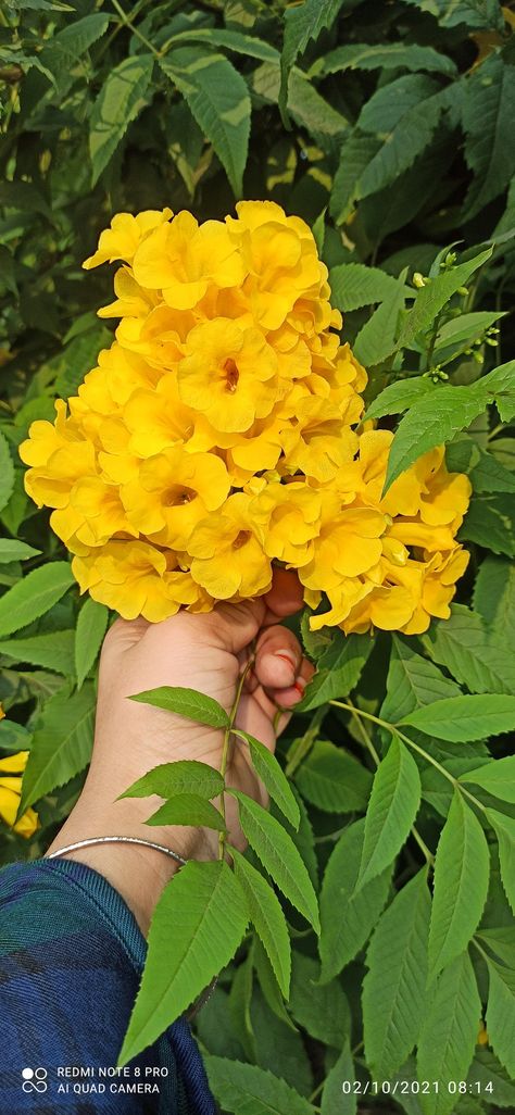 Tecoma stans is a species of flowering perennial shrub in the trumpet vine family, Bignoniaceae, that is native to the Americas. Common names include yellow trumpetbush, yellow bells, yellow elder, ginger-thomas. Trumpet Vine, Perennial Shrubs, Common Names, Happy Flowers, Tropical Garden, Perennials, Vines, Yellow, Plants