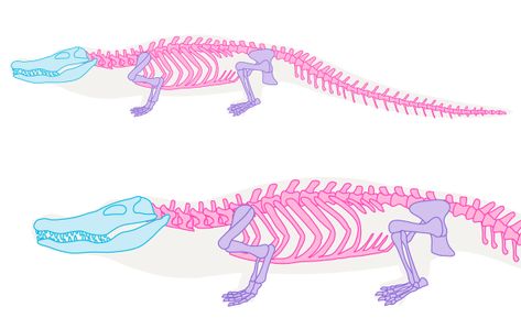 crocodile skeleton drawing anatomy Crocodile Skeleton, English Drawing, Skeleton Drawing, How To Draw Animals, Illustration Animals, Crafting Business, Drawing Anatomy, Animals Drawing, Skeleton Drawings