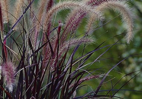 The Autumn Garden | Andrew Jordan Garden Design Plant Fountain, Pennisetum Setaceum, Grass Plants, Hydrangea Quercifolia, Ornamental Grass, Fountain Grass, Plants Outdoor, Transparent Flowers, Grasses Garden