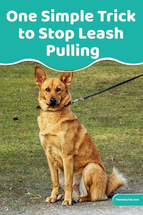 Dog Leash Pulling, Loose Leash Walking, Dog Leash Training, Dog Minding, Dog Behavior Problems, Dog Training Advice, Leash Training, Dog Brain, Best Dog Training