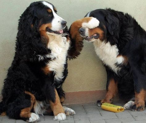 Bernese Mountain Dogs Dog Shaming Photos, Burnese Mountain Dog, Burmese Mountain Dogs, Bernese Mountain Dog Puppy, Dog Shaming, Mountain Dog, Bernese Mountain, Bernese Mountain Dog, Mountain Dogs