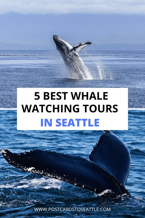 Seattle Hiking, Seattle Travel Guide, Honolulu City, Whale Species, Washington State Hikes, Seattle Vacation, Washington State Travel, National Parks Road Trip, Seattle Travel