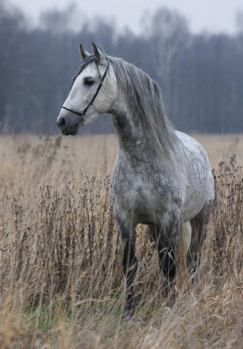 Grey horse on field. The gray horse in the autumn field , #AFFILIATE, #horse, #Grey, #field, #autumn, #gray #ad Gray Horses, Dapple Grey Horses, Gray Horse, Fire And Blood, Horse Inspiration, Horse Wallpaper, Cowboy Horse, Horse Aesthetic, Most Beautiful Horses