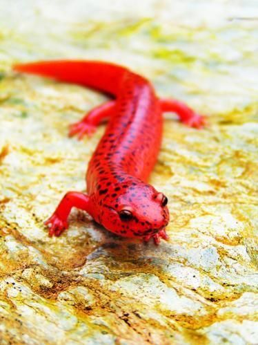 Northern Red Salamander Red Salamander, Rotten Wood, Red Lizard, Chameleon Lizard, Reptile Snakes, Cute Reptiles, Cold Blooded, Chameleons, Salamanders