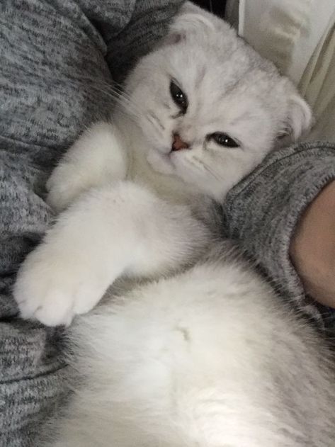 White Scottish Fold, Scottish Fold Kittens, Scottish Fold Cat, Fold Cat, Dream's Cat, British Shorthair Cats, Scottish Fold, Fluffy Cat, British Shorthair