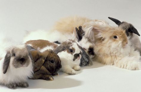 There are many different rabbit color variations. Learn about the different patterns of rabbits' fur, from agouti to tri-colored. Rabbit Facts, Land Creatures, Bunny Buns, Pet Rabbit Care, Rare Rabbit, Birth Colors, Rabbit Stuff, Pet Rabbits, Raising Rabbits