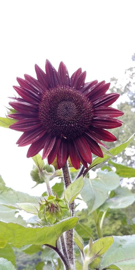 7 Stunning Purple Sunflowers | Balcony Garden Web Chocolate Cherry Sunflower, Arkansas Garden, Purple Sunflowers, Chocolate Sunflower, Sunflower Daisy, Planting Sunflowers, Sunflower Quilts, Red Sunflowers, Cherry Chocolate