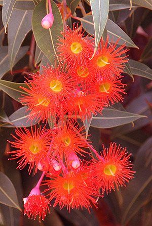 Flowering Gum Trees or Flowering Eucalypts include a wide range of species, some with large spectacular flowers, others with less significant, although equally important flowers. Eucalyptus Flowers, Australian Eucalyptus, Flowering Gum, Gum Trees, Gum Leaves, Australian Trees, Australian Natives, Australian Native Garden, Australian Wildflowers