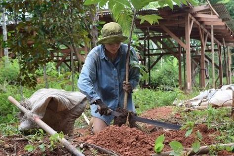 Tropical permaculture Tropical Farming, Tropical Permaculture, Edible Landscape, Land Design, Tropical Sun, Dream Property, Permaculture Design, Garden Plans, Edible Landscaping