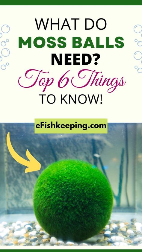 what-do-moss-balls-need Moss Ball Aquarium Diy, Marimo Moss Ball Aquarium, Marimo Aquarium, Moss Ball Aquarium, Inside House Plants, Diy Moss Ball, Growing Moss, Marimo Moss, Marimo Moss Ball