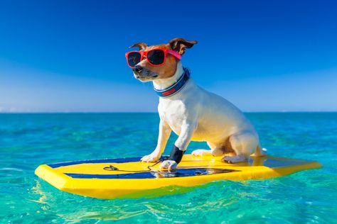 Hawaiian Dog Names, Beach Puns, Coiba, Jack Russell Terriers, Dog Stock Photo, Dog Water Dispenser, Dog Friendly Hotels, Dog Pool, Dog Steps