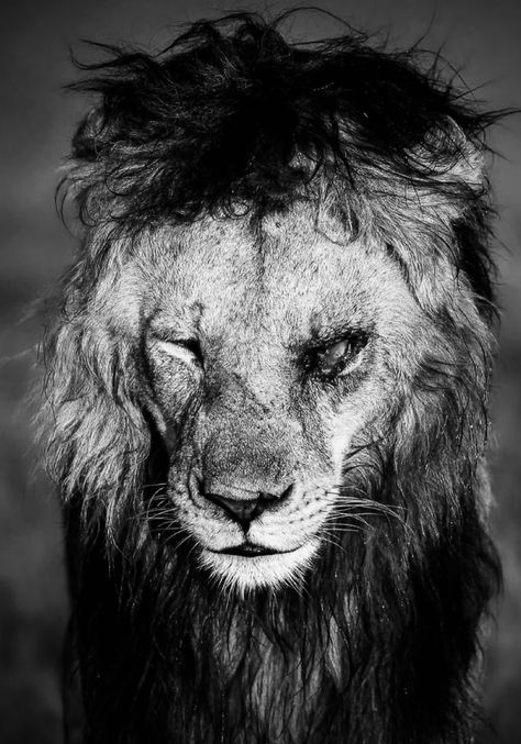 King Scar, Most Dangerous Animals, Scar Lion King, Hipster Haircuts For Men, Awsome Pictures, Tattoo Outline Drawing, King Lion, Lion Wallpaper, Wild Animals Pictures