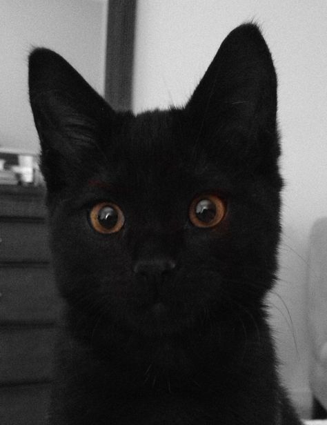 My black kitten, big yellow eyes. Black Cat With Brown Eyes, Brandon Core, Brown Eyes Aesthetic, Black Kittens, Kid Projects, Black Kitten, Yellow Cat, My Black, Yellow Eyes