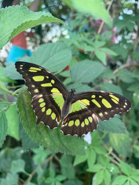 Photo of a Malachite butterfly Malachite Butterfly Tattoo, Real Purple Butterfly, Butterfly Moodboard, Black And Green Butterfly, Sona Inspiration, Malachite Butterfly, Exotic Butterflies, Zoo Coloring Pages, Bug Necklace