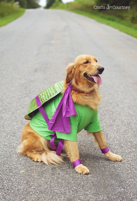 Hallowen Ideas: Fun Teenage Mutant Ninja Turtle Dog Costume Dog Ninja Turtle Costume, Ozzy Costume, Tmnt Costumes, Simba Costume, Beanie Baby Costumes, Diy Pet Costumes, Cute Dog Halloween Costumes, Diy Ninja, Ninja Turtle Costume