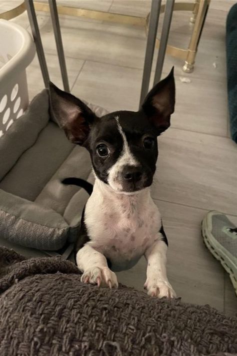 Boston Terrier & Chihuahua Mix-Bochi-A Breed Complete Guide Chihuahua Mixed Breeds, Chihuahua Terrier Mix, Chihuahua Terrier, Chihuahua Mix, Tiny Dogs, Terrier Mix, Mixed Breed, Large Dogs, Boston Terrier