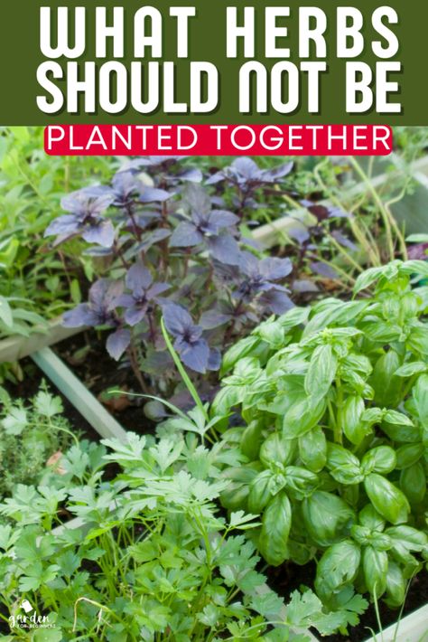 What Herbs Should Not Be Planted Together (1) How To Take Care Of Herbs, Cooking Herbs Garden, Herb Garden Outdoor Containers, Best Way To Plant Herbs Outdoors, What Herbs Are Perennials, Dill Herb Plant, Starting Herb Garden, Different Types Of Herbs, How To Grow Medicinal Herbs