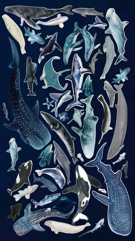 Sea Animal Aesthetic, Biology Collage, Silly Jellyfish, Shark Widget, Shark Background, Shark Wallpaper, Shark Stuff, Cool Sharks, Sea Life Art