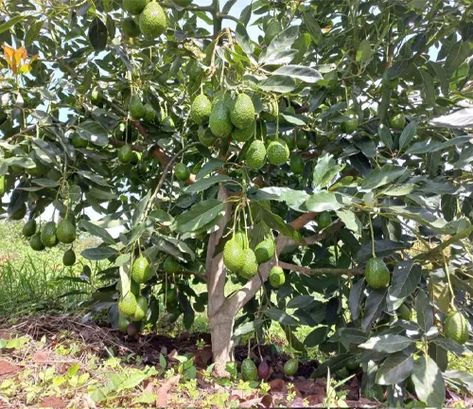 Hass Avocado Tree, Green Patio, Old Well, Avocado Plant, Avocado Tree, Plant Seedlings, Lawn Care, Live Plants, Lawn Garden