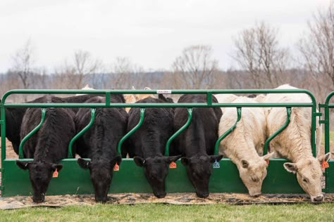 Square Bale Feeder, Cattle Barn Designs, Cow Shed Design, Cattle Fence, Feeder Cattle, Cattle Facility, Cattle Feeder, Cattle Corrals, Pasture Fencing