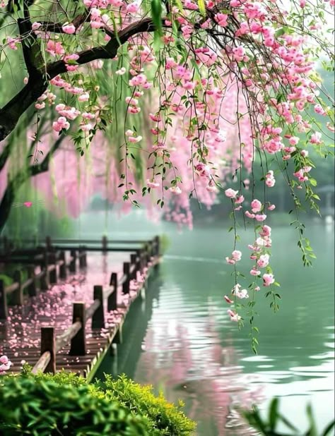 Beautiful Spring Scenery, Spring Scenery, Sea Pictures, Love Pink Wallpaper, Spring Images, Dreamy Artwork, World Nature, Beautiful Scenery Pictures, Flowers Photography Wallpaper