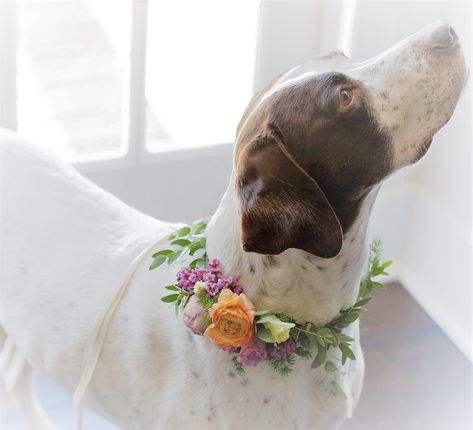 Wondrous Swirl Dog Collar Floral Dog Collar Wedding Diy, Flower Collar Dog Wedding, Dog Flowers Wedding, Dog Floral Collar Wedding, Wedding Dog Collar Flowers, Wearable Florals, Flower Dog Collar Wedding, Dog Wedding Collar, Dog Collar Flowers