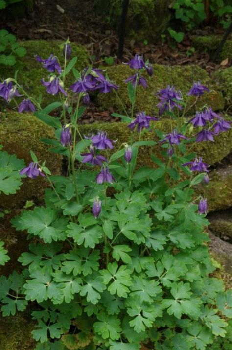 Aquilegia vulgaris (Akelei) Aquilegia Vulgaris, Herbs, Van