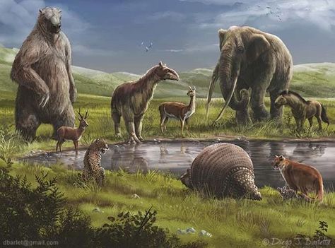 Pleistocene Animals, Ice Age Animals, Prehistoric Planet, Dinosaur Books, Prehistoric Period, Prehistoric Mammals, Sabertooth Tiger, Prehistoric Wildlife, Cave Bear