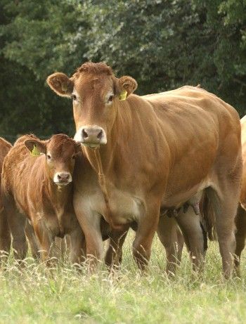 Blondie cow/calf Limousin Cattle, Suffolk Sheep, Livestock Farming, Cattle Breeds, Beef Cattle, Farm Cow, Cow Calf, Barnyard Animals, Cow Art