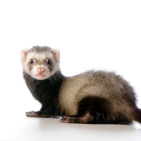 Ferret Icon, Ferret Pfp, Ferret Aesthetic, Ferret Cage Ideas, European Polecat, Ferret Photos, Ferret Drawing, Ferret Tattoo, Ferret Funny