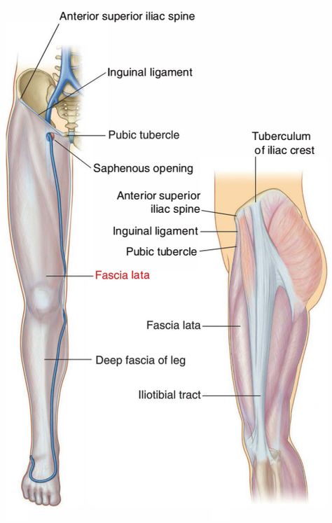 Fascia lata >>Deep fascia of thigh ; named from its great extent Lata is a Latin word means broad sheet >> The fascia lata is attached ✓ posteriorly to the sacrum and coccyx. ✓ laterally to the iliac crest; ✓ in front to the inguinal ligament and to the superior ramus of the pubis ✓ medially, to the inferior ramus of the pubis, to the inferior ramus and tuberosity of the ischium, and to the lower border of the sacrotuberous ligament. ￼ >>The fascia lata invests the entire length of Inguinal Ligament, Iliac Crest, Hip Anatomy, Tensor Fasciae Latae, Femoral Nerve, Gastrocnemius Muscle, Greater Trochanter, Fascia Lata, Piriformis Muscle