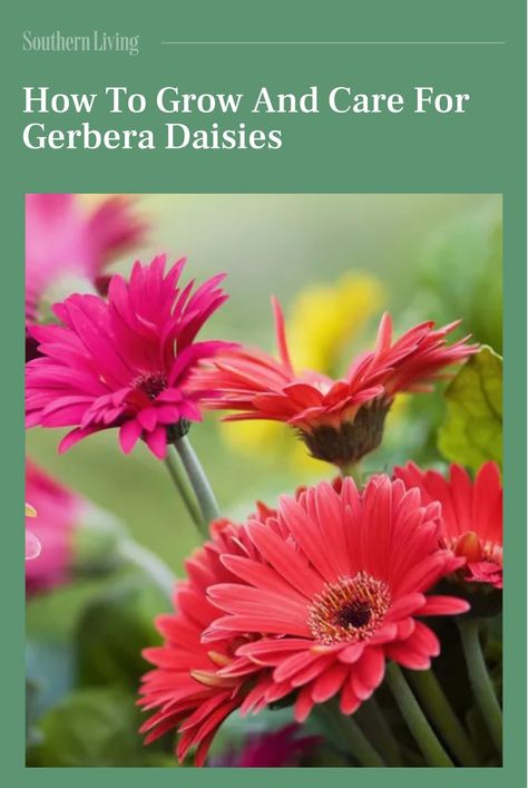 We have tips for keeping your gerbera daisies looking fine, including the type of soil, sun exposure, and watering requirements the flowers need to grow and thrive. #gardenideas #gardening #gerberadaisies #flowergarden #southerngardening #southernliving Gerbera Daisy Care, Gerbera Jamesonii, Shasta Daisies, Plant Zones, Southern Garden, Gerbera Daisies, Gerber Daisies, Creative Gardening, Gerbera Daisy