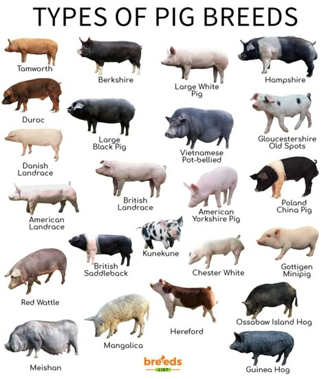 Berkshire Pigs, Livestock Judging, Animal Infographic, Breeds Of Cows, Pig Breeds, Raising Farm Animals, Pig Pictures, Pig Pen, Livestock Farming