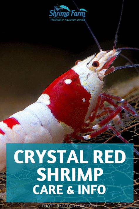 Caring for Crystal Red Shrimp #aquatic #pets Aquarium Snails, Pet Shrimp, Freshwater Shrimp, Ghost Shrimp, Red Cherry Shrimp, Shrimp Farming, Aquarium Shrimp, Amazing Aquariums, Cherry Shrimp