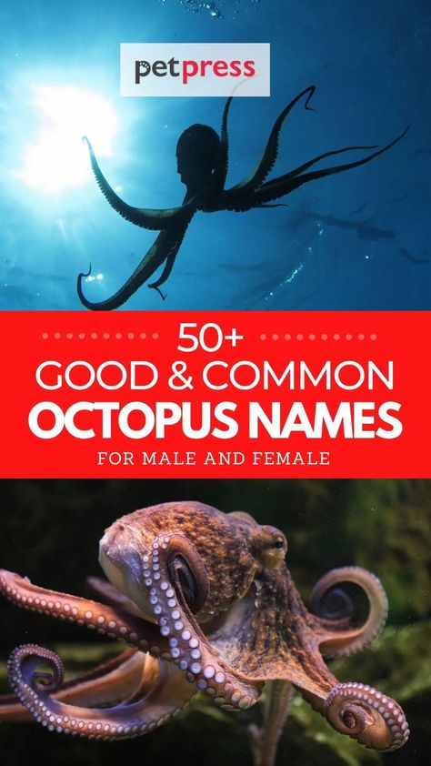 Looking for good octopus names? View our list of over 60 good octopus names for both male octopus and female octopus. Female Octopus, Octopus Names, Common Octopus, Female Names, Hercules, Over 60, Octopus, Pet