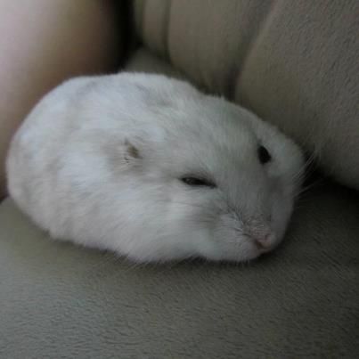 This is my white dwarf hamster Lulu. This is her impression of a pancake. Flat Hamster, Pookie Hamsters, Silly Hamster, Pancake Hamster, White Hamster Aesthetic, White Hamster, Sleepy Hamster, Long Haired Hamster, Hamster Life